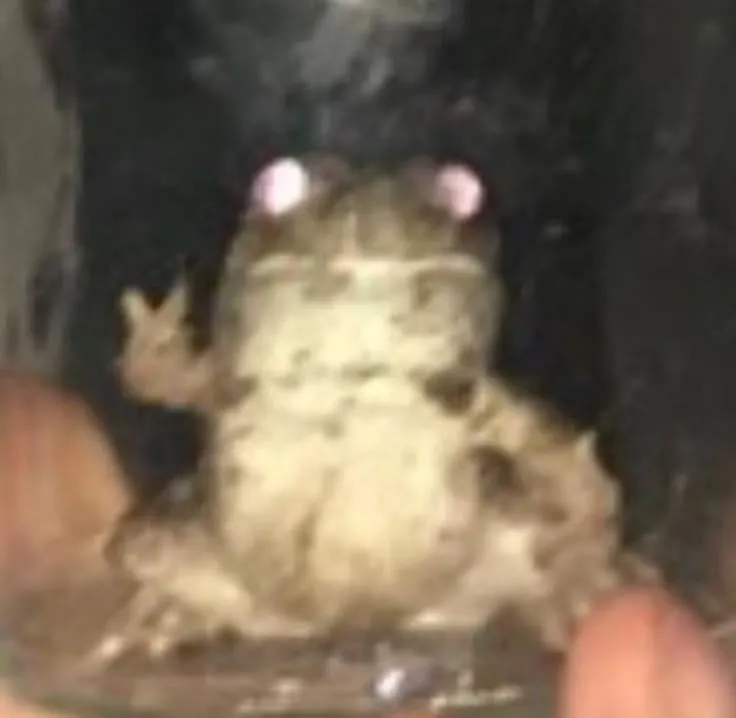 TestMil (copia) 2